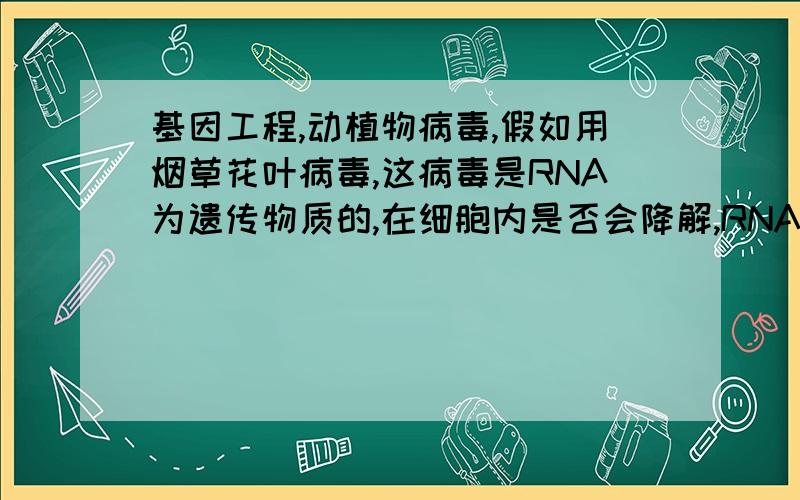 基因工程,动植物病毒,假如用烟草花叶病毒,这病毒是RNA为遗传物质的,在细胞内是否会降解,RNA如何复制,目的基因怎么表达